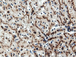 m14395 1 anti nt5dc1 mouse monoclonal antibody clone id oti3h2 ihc testing 16