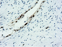 m14395 anti nt5dc1 mouse monoclonal antibody clone id oti1e11 ihc testing 6
