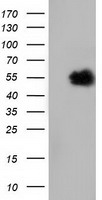 HEK293T cells were transfected with the pCMV6-ENTRY control (Left lane) or pCMV6-ENTRY NT5DC1 (Right lane) cDNA for 48 hrs and lysed