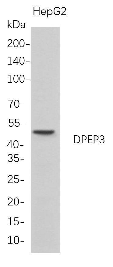 m14402 1 dpep3 primary antibodies wb testing 1