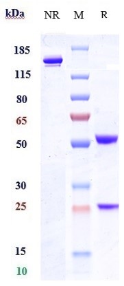 m14402 sds page