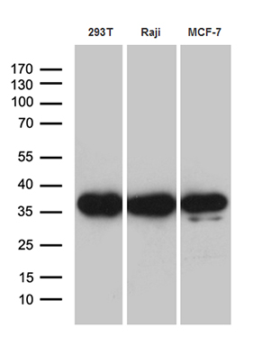 m14418 anti prps1l1 mouse monoclonal antibody clone id oti2c6 wb testing 2