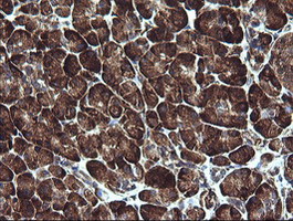 Immunohistochemical staining of paraffin-embedded Human pancreas tissue within the normal limits using anti-ARMC1 mouse monoclonal antibody. (Heat-induced epitope retrieval by 10mM citric buffer