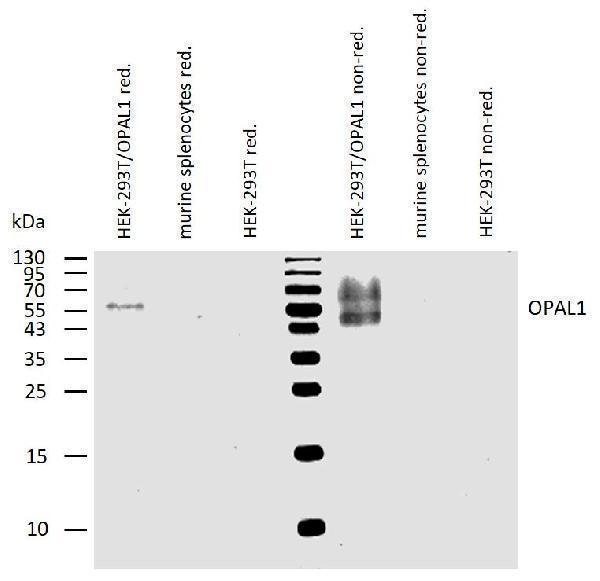 m14439 opal1 primary antibodies wb testing 1