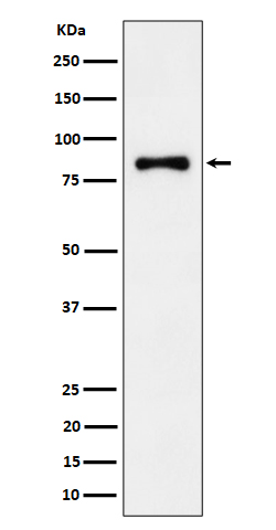 Western blot analysis of ALDH16A1 expression in Jurkat cell lysate.