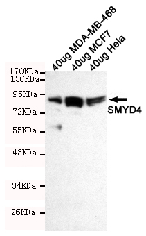 Western blot detection of SMYD4 in 40ug Hela, 40ug MCF7 and 40ug MDA-MB-468 cell lysates using SMYD4 mouse mAb (1:100 diluted)