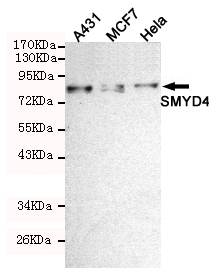 Western blot detection of SMYD4 in Hela, MCF7 and A431 cell lysates using SMYD4 mouse mAb (1:200 diluted)