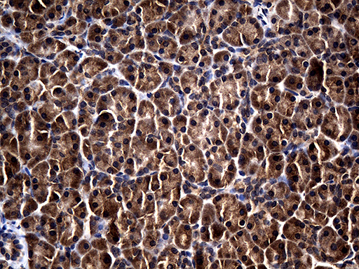 m14493 anti rgs13 mouse monoclonal antibody clone id oti5d7 ihc testing 2