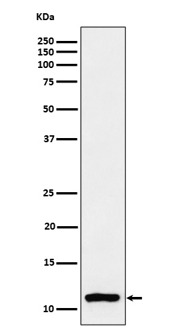 m14495 13 wb