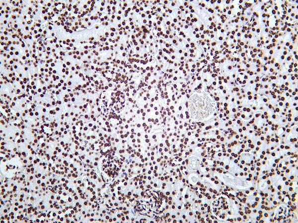 m14495 15 hist1h4a primary antibodies ihc testing 2