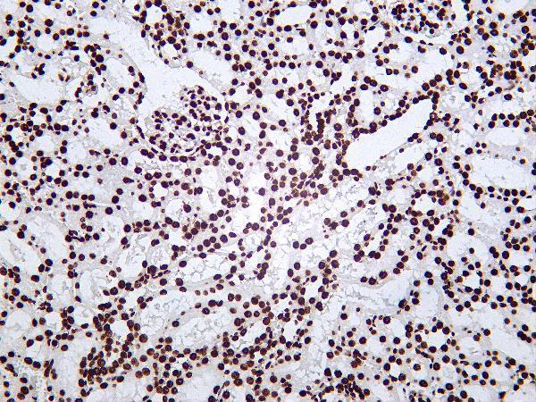 m14495 15 hist1h4a primary antibodies ihc testing 3