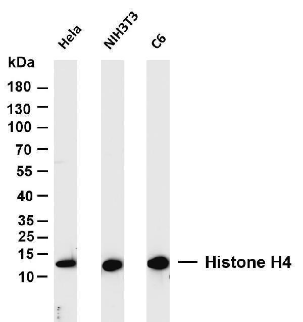m14495 15 hist1h4a primary antibodies wb testing 1
