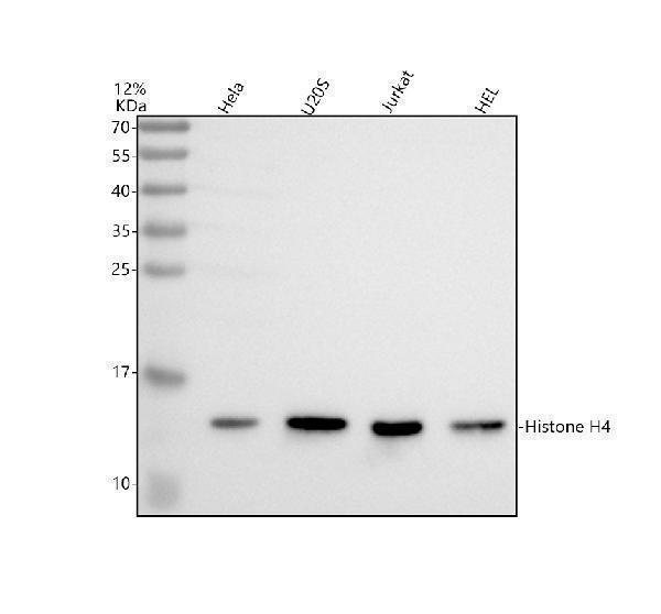 m14495 3 histone_h4 primary antibodies wb testing 1