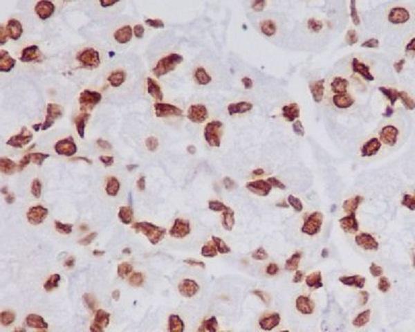 m14495 ihc