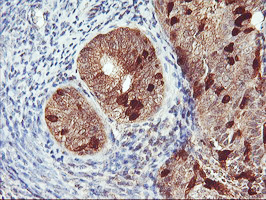 m14567 1 anti rabl2a mouse monoclonal antibody clone id oti5a10 ihc testing 4