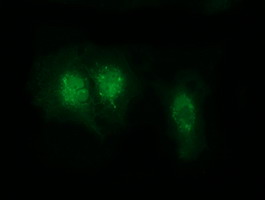 m14567 anti rabl2a mouse monoclonal antibody clone id oti4a8 if testing 5