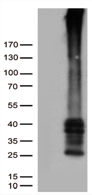 m14582 anti gpcr 2037 gpr151 mouse monoclonal antibody clone id oti3d1 wb testing 1
