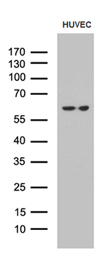m14582 anti gpcr 2037 gpr151 mouse monoclonal antibody clone id oti3d1 wb testing 2