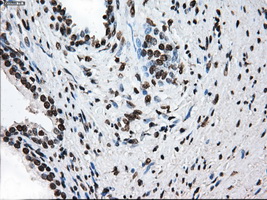 m14589 anti ttll12 mouse monoclonal antibody clone id oti4b2 ihc testing 10