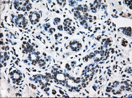 m14589 anti ttll12 mouse monoclonal antibody clone id oti4b2 ihc testing 11