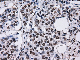 m14589 anti ttll12 mouse monoclonal antibody clone id oti4b2 ihc testing 12