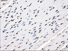 m14589 anti ttll12 mouse monoclonal antibody clone id oti4b2 ihc testing 13