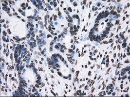 m14589 anti ttll12 mouse monoclonal antibody clone id oti4b2 ihc testing 14