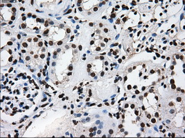 m14589 anti ttll12 mouse monoclonal antibody clone id oti4b2 ihc testing 15