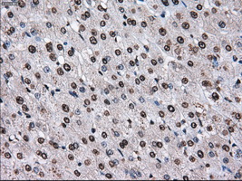 m14589 anti ttll12 mouse monoclonal antibody clone id oti4b2 ihc testing 16