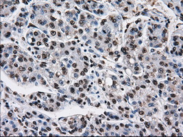 m14589 anti ttll12 mouse monoclonal antibody clone id oti4b2 ihc testing 17