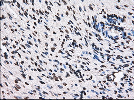 m14589 anti ttll12 mouse monoclonal antibody clone id oti4b2 ihc testing 4