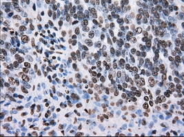 m14589 anti ttll12 mouse monoclonal antibody clone id oti4b2 ihc testing 5