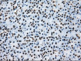 m14589 anti ttll12 mouse monoclonal antibody clone id oti4b2 ihc testing 6