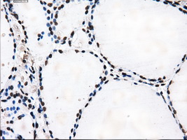 m14589 anti ttll12 mouse monoclonal antibody clone id oti4b2 ihc testing 7