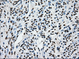 m14589 anti ttll12 mouse monoclonal antibody clone id oti4b2 ihc testing 8