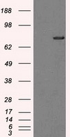 m14589 anti ttll12 mouse monoclonal antibody clone id oti4b2 wb testing 1