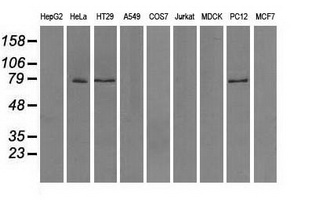 m14589 anti ttll12 mouse monoclonal antibody clone id oti4b2 wb testing 2