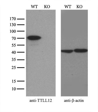 m14589 anti ttll12 mouse monoclonal antibody clone id oti4b2 wb testing 3