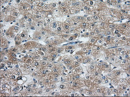 Immunohistochemical staining of paraffin-embedded Human liver tissue within the normal limits using anti-C9orf41 mouse monoclonal antibody