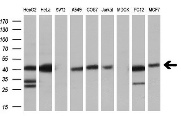 Western blot analysis of extracts (35ug) from 9 different cell lines by using anti-C9orf41 monoclonal antibody (HepG2: human; HeLa: human; SVT2: mouse; A549: human; COS7: monkey; Jurkat: human; MDCK: canine; PC12: rat; MCF7: human) (1:200)
