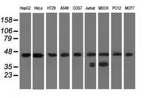 Western blot analysis of extracts (35ug) from 9 different cell lines by using anti-C9orf41 monoclonal antibody
