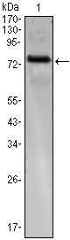 m14745 klhl25 primary antibodies wb testing 1