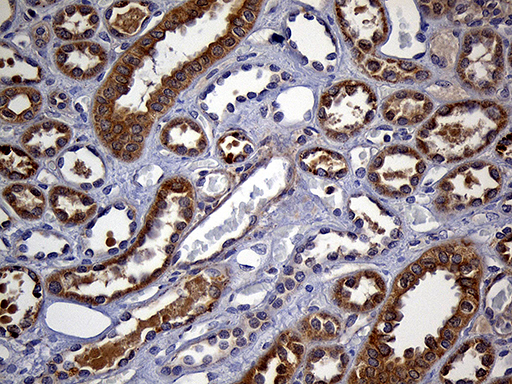 Immunohistochemical staining of paraffin-embedded Human Kidney tissue within the normal limits using anti-FAM54A mouse monoclonal antibody