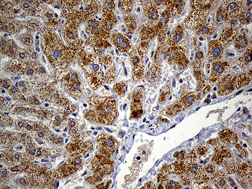 m14757 1 anti fam54a mtfr2 mouse monoclonal antibody clone id oti1a7 ihc testing 4