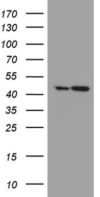 HEK293T cells were transfected with the pCMV6-ENTRY control (Left lane) or pCMV6-ENTRY FAM54A (Right lane) cDNA for 48 hrs and lysed
