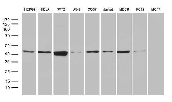 Western blot analysis of extracts (35ug) from 9 different cell lines by using anti-FAM54A monoclonal antibody (1:500)