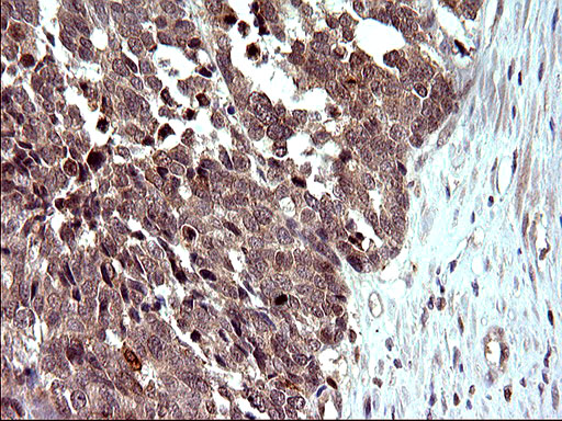 m14759 1 anti cox4nb emc8 mouse monoclonal antibody clone id oti1d6 ihc testing 11
