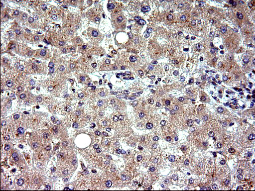 m14759 1 anti cox4nb emc8 mouse monoclonal antibody clone id oti1d6 ihc testing 13