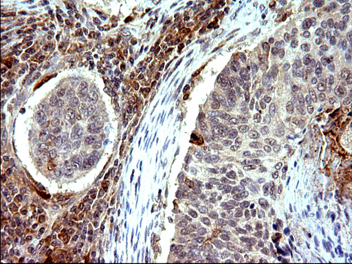 m14759 1 anti cox4nb emc8 mouse monoclonal antibody clone id oti1d6 ihc testing 2