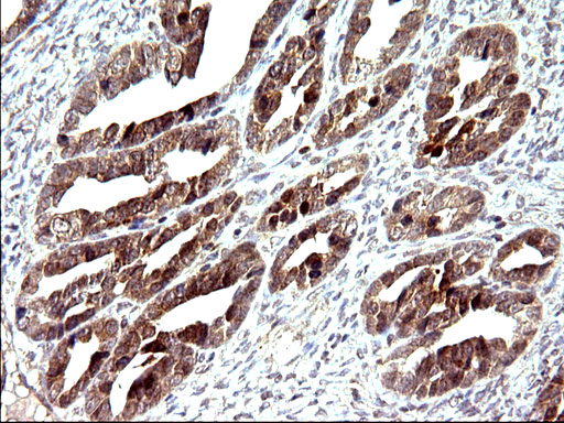 m14759 1 anti cox4nb emc8 mouse monoclonal antibody clone id oti1d6 ihc testing 3